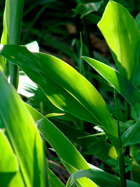 Mg2