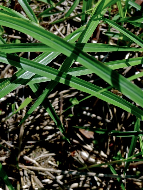 Ss02 Ss02