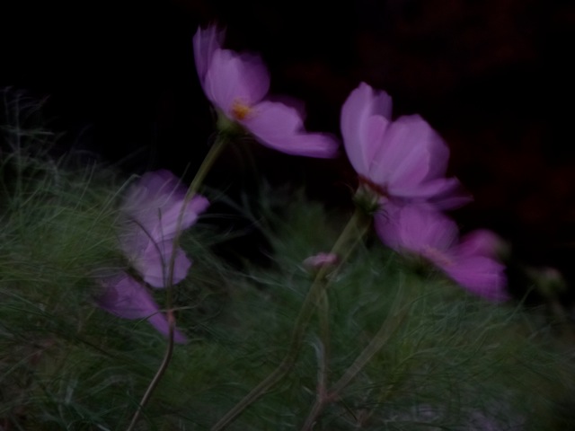 Np19