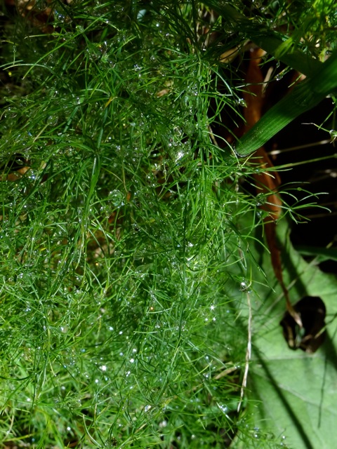 Ara06 Ara06