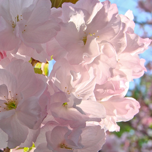 Sakura