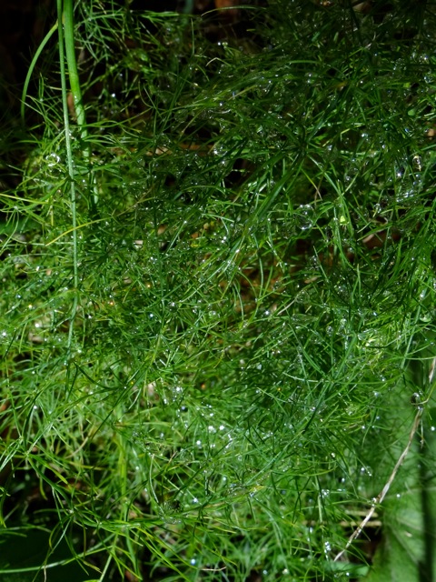 Ara08 Ara08