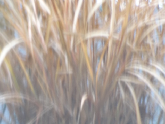 Ms09 Ms09