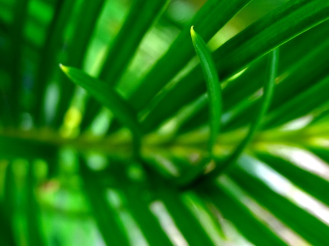 Cr02 Cr02