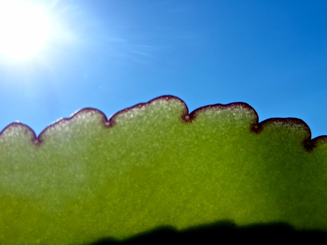 Se02 Se02