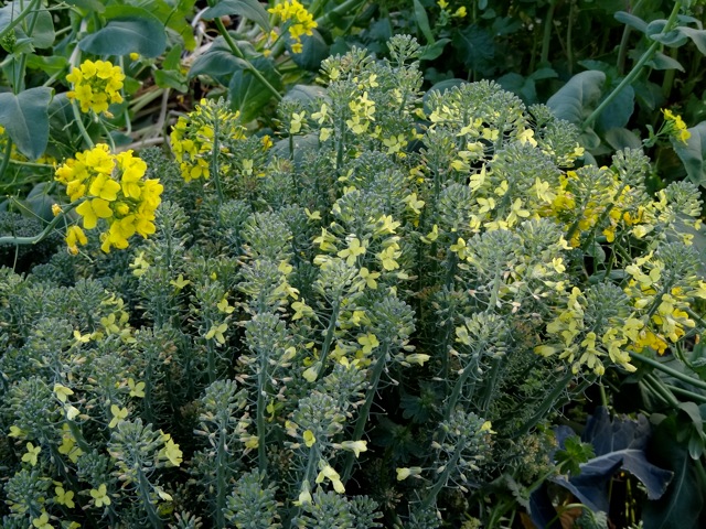 ブロッコリの花 Non Tanto