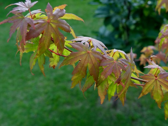Sb03 Sb03