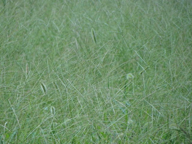 Pr1