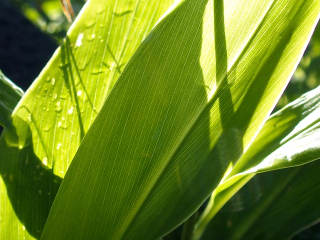 Sd07