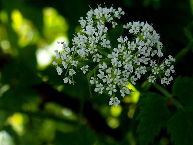 セリの花 Non Tanto