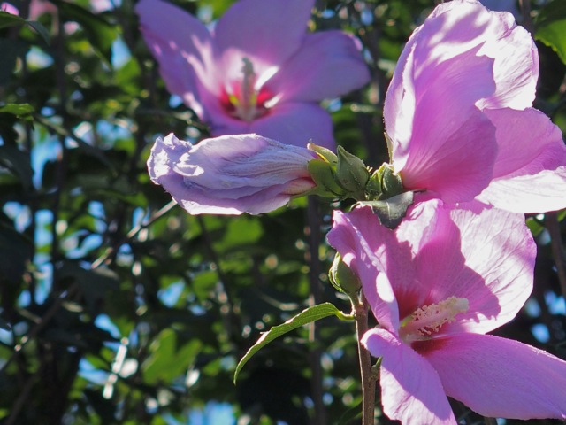 シャロンの薔薇 Non Tanto