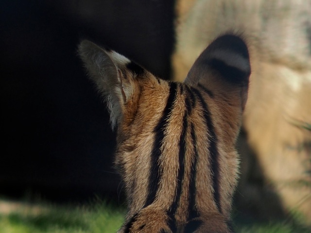 猫と馬 Non Tanto