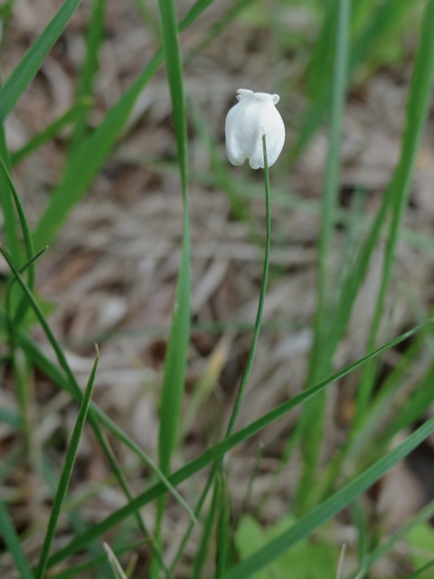 ドウダンツツジの落花 Non Tanto