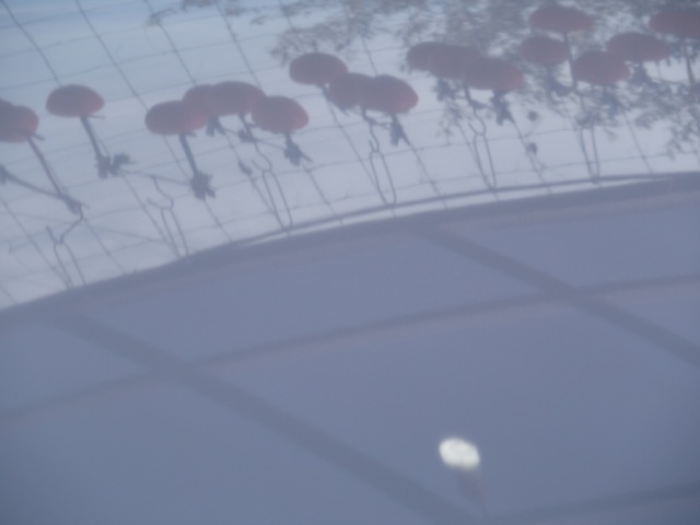 Dp01
