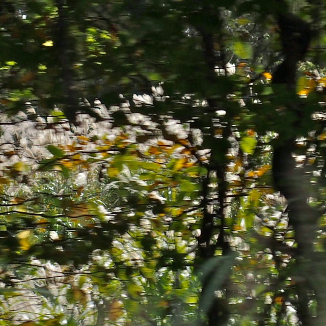 Ss1