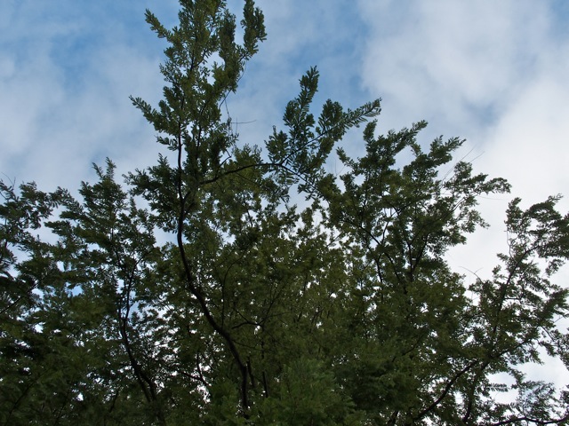 Aa7