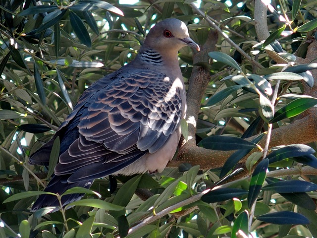 鳩の生活 Non Tanto