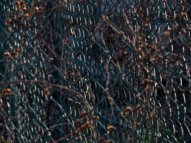 Hl1