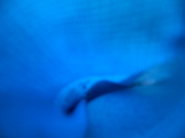 Bg1