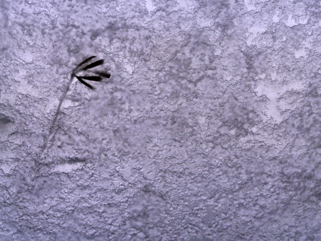 Ss4 Ss4