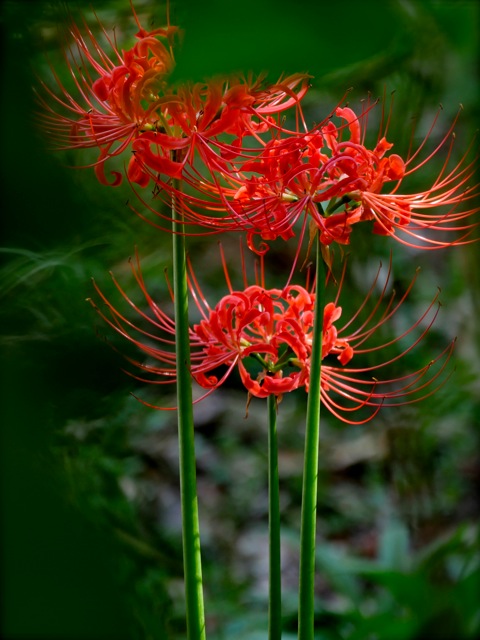 赤く燃える花 Non Tanto