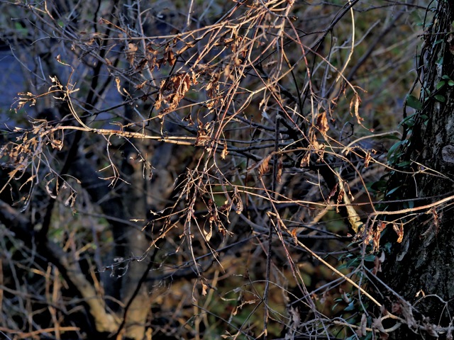 Fd8