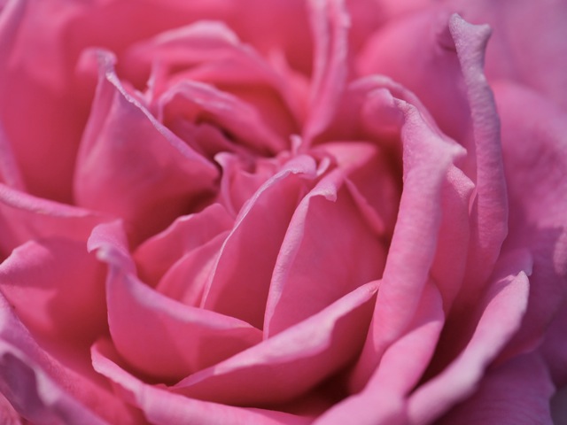 Bg1204 Bg1204
