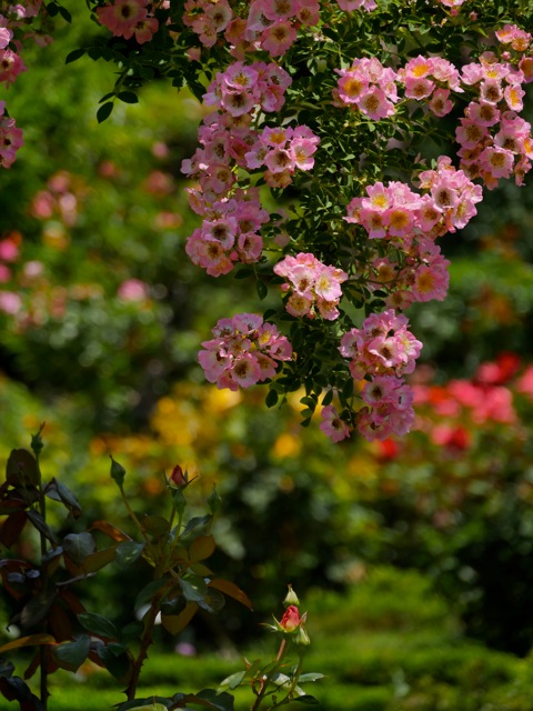 Bg8 Bg8