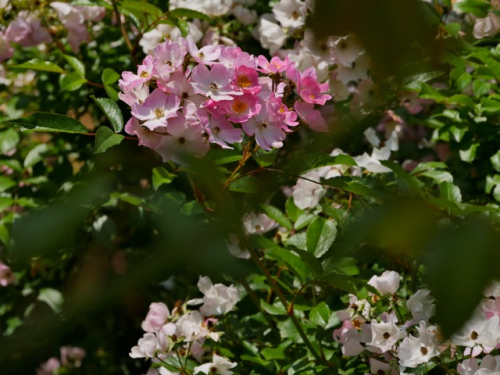 Bg6 Bg6