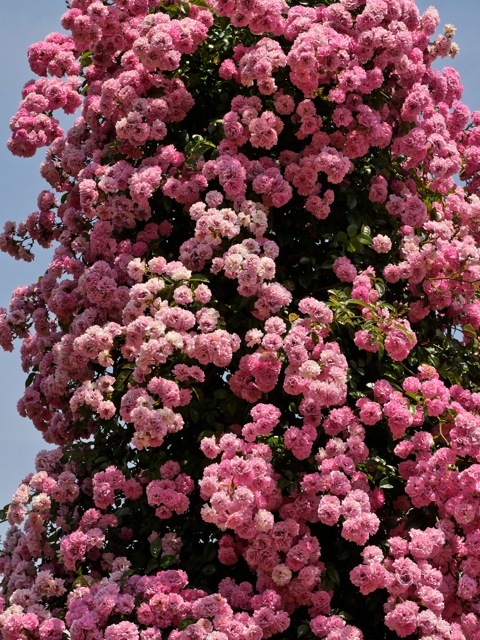 Bg9 Bg9