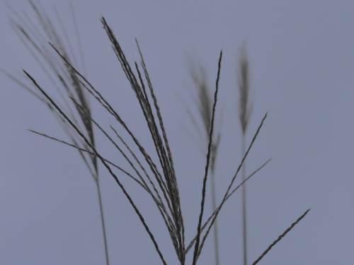 Ss1