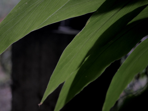 Ar6